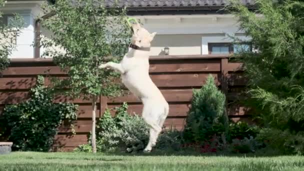 Labrador Cão Salta Para Brinquedo Pega Labrador Amarelo Pátio Uma — Vídeo de Stock