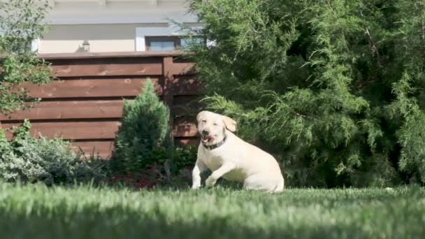 ラブラドール犬はおもちゃのためにジャンプし それをキャッチします 緑の芝生の上の民家の中庭にある黄色いラブラドールがおもちゃで遊んでいます 木製のフェンスとジュニパー 4回スローモーション — ストック動画