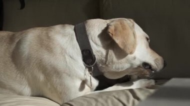 A young dog is eating a treat while lying on the couch. Labrador bitch on a leather couch. Fawn color. close-up. Portrait.