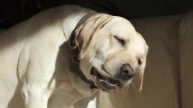 A young dog is eating a treat while lying on the couch. Labrador bitch on a leather couch. Fawn color. close-up. Portrait.