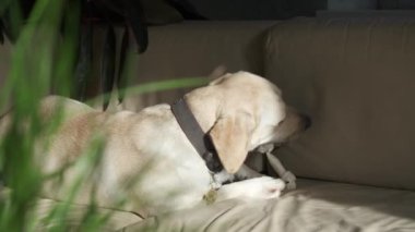 A young dog is eating a treat while lying on the couch. Labrador bitch on a leather couch. Fawn color. close-up. Portrait.