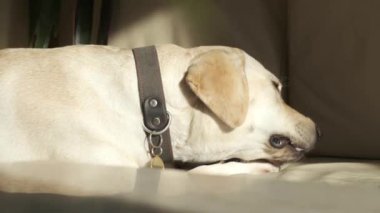 A young dog is eating a treat while lying on the couch. Labrador bitch on a leather couch. Fawn color. close-up. Portrait.