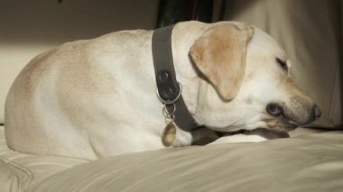 A young dog is eating a treat while lying on the couch. Labrador bitch on a leather couch. Fawn color. close-up. Portrait.