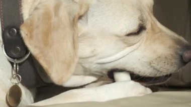 A young dog is eating a treat while lying on the couch. Labrador bitch on a leather couch. Fawn color. close-up. Portrait.