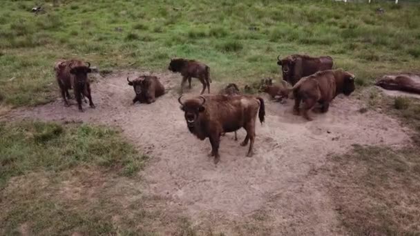 Wisent Blickt Die Kamera — Stockvideo