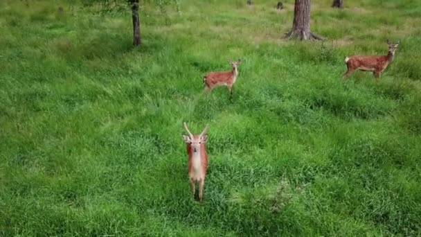 le cerf regarde la caméra et s'enfuit 