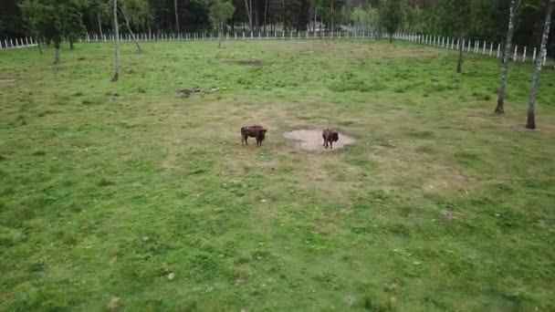 Kleine Bisonherde — Stockvideo