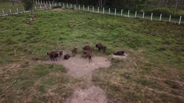 Stado Żubrów Chodzenie Łące — Wideo stockowe