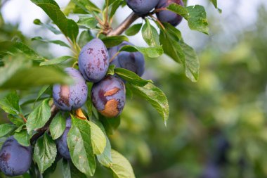 Meyve bahçesindeki erik ağacının dalındaki olgun eriklere yaklaş.
