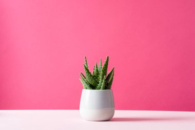 Aloe kaktüsü pembe arka plan sulu bitki ot fotokopi alanı Minimum yaz durgun yaşam konsepti