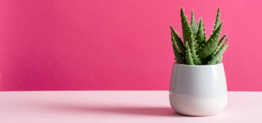 Ot fotokopi uzayındaki pembe arkaplan sulu bitki üzerine Aloe kaktüsü