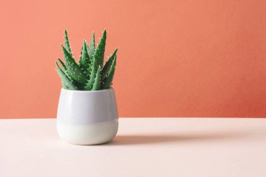 Pastel arka plan üzerine Aloe kaktüsü. Esrar fotokopi alanında sulu bitki. Minimum yaz durgun yaşam konsepti.