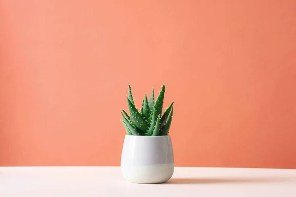 Pastel arka plan üzerine Aloe kaktüsü. Esrar fotokopi alanında sulu bitki. Minimum yaz durgun yaşam konsepti.