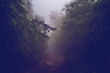 Dağ yolu yolu boyunca ağaçların arasından orman sıradağları karanlık sisli yağmurlu gün.