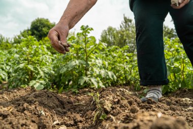 Kadın çiftçi kadının tarla ekinlerine tohumlarını ektiği yakın plan.