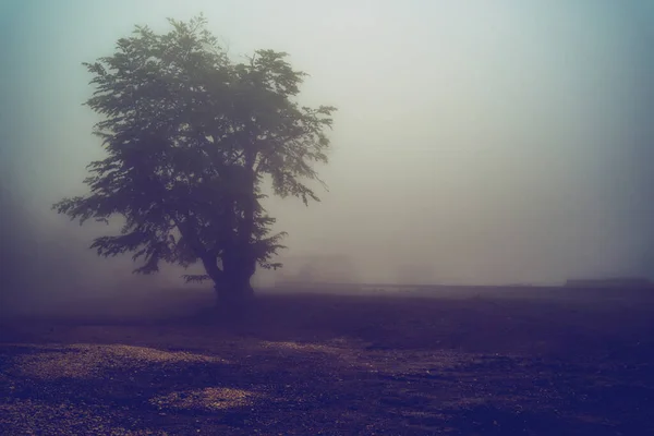 Jeden Strom Sám Obzoru Horském Hřebeni Zamlžený Mlžný Deštivý Den — Stock fotografie