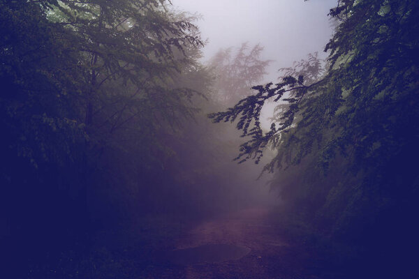 Mountain road path trough the trees forest mountain range dark misty fog rainy day