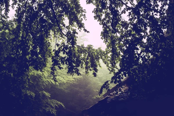 Δέντρο Κλαδιά Φύλλα Κατά Ομιχλώδη Ουρανό Ομίχλη Μια Οροσειρά Βροχερή — Φωτογραφία Αρχείου
