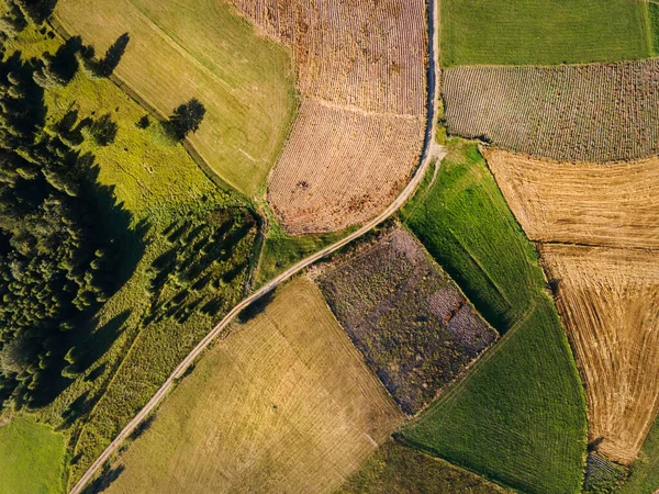 Aerial view top down from above on the country road in mountain agriculture fields between green grass crops and trees around - nature travel concept drone photo Kopaonik Serbia in autumn or summer