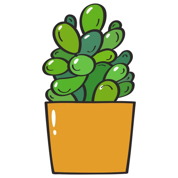 Groene Succulente Plant Crassula Ovata Gele Pot Vector Illustratie — Stockvector