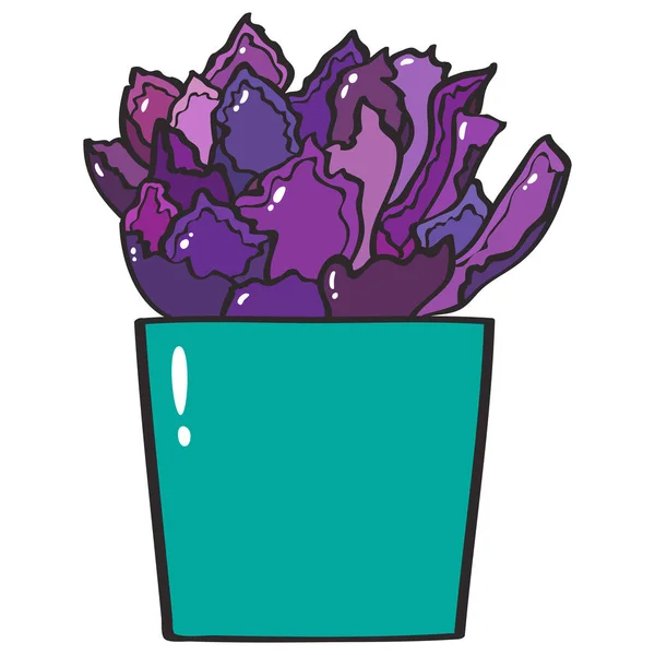 紫の多肉植物Echeveriaネオンブレーカーブルーグリーンポットベクトルイラスト — ストックベクタ