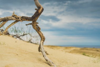 Ağaç kabuklarıyla bir parçası