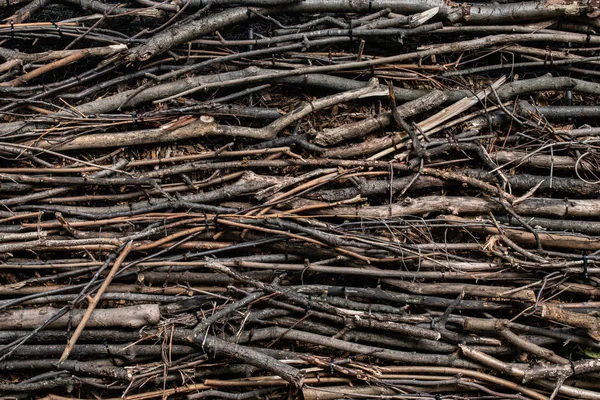 Wall of long and brown organized sticks — Stock Photo, Image