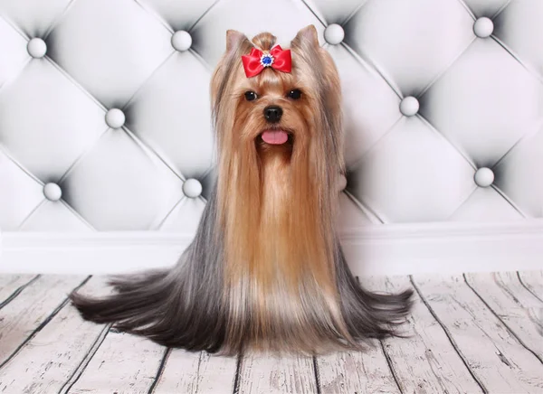 Yorkshire Terrier Mit Langen Haaren — Stockfoto