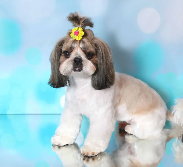 Shi Tzu Puppy Blue Background — Stock Photo, Image