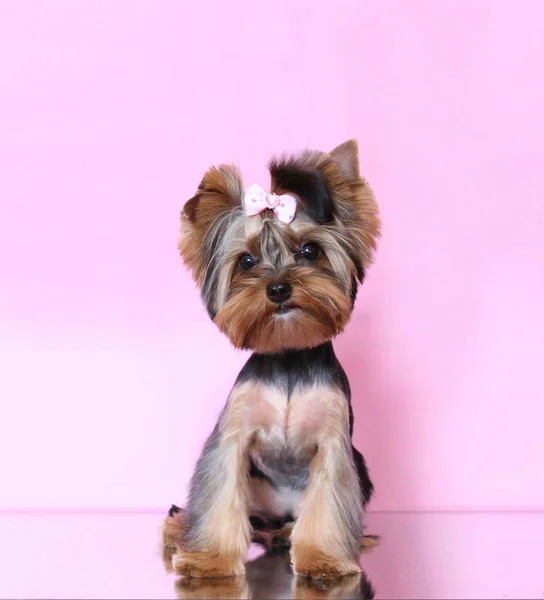 Yorkshire Terrier Cucciolo Sfondo Rosa — Foto Stock