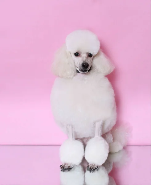 粉红色背景的白色贵宾犬与漂亮的发型 — 图库照片