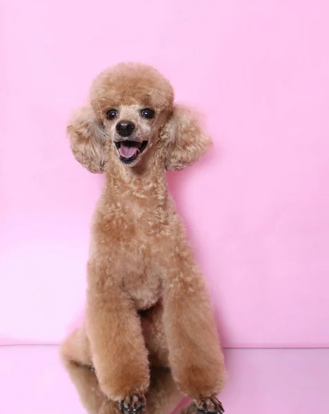 Röd Toy Pudel Rosa Bakgrund — Stockfoto