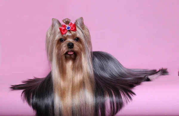 Piękny Yorkshire Terrier Długimi Włosami Leżącego Różowym Tle — Zdjęcie stockowe