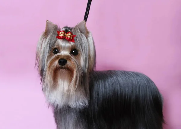 Piękny Yorkshire Terrier Długimi Włosami Różowym Tle — Zdjęcie stockowe