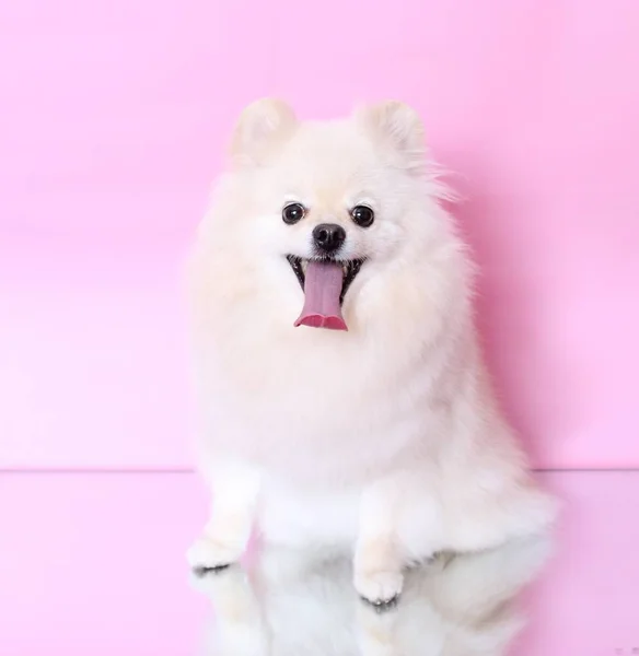 Weißer Schpitz Mit Langer Zunge Auf Rosa Hintergrund — Stockfoto