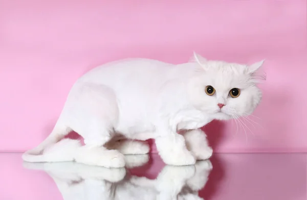 Gato Blanco Con Pelo Recortado Fondo Rosa — Foto de Stock
