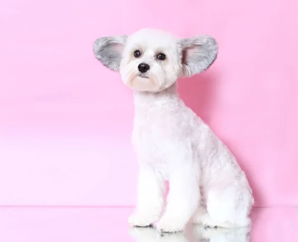 chinese crested dog clipped like a bear on the pink background