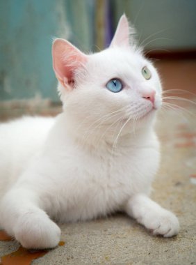 Farklı göz renkli Türk Angora ile kedi. Bir kedi hetrokromya ile