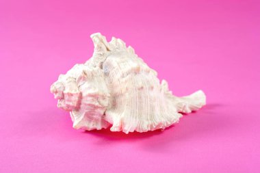 Büyük beyaz deniz kabuğu Studio pembe arka plan üzerinde izole
