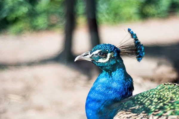 Indische Männliche Pfaue Oder Pfauenauge Blauer Kopf Auf Verschwommenem Hintergrund — Stockfoto