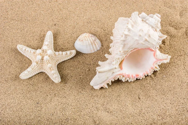 Big Sea Shell Starfish Beach Sand Summer Holiday Concept Close — Stock Photo, Image