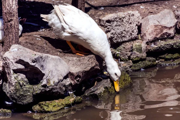 White Domestic Duck Drinking Water Lake Reflected Water Bird Zoo — Stock Photo, Image