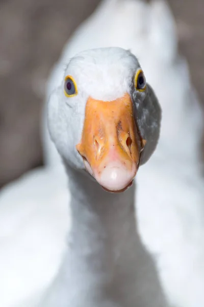 Retrato Engraçado Cabeça Ganso Com Bico Laranja Foco Pássaro Branco — Fotografia de Stock