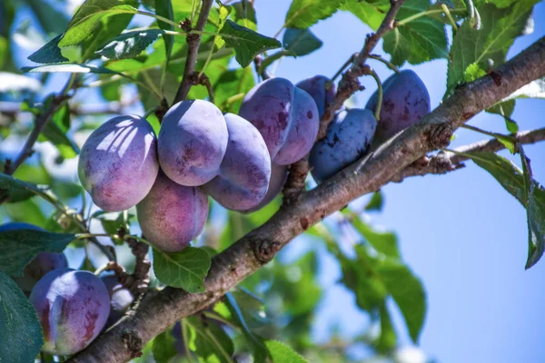 Árvore Ameixa Com Frutas Maduras Suculentas Luz Pôr Sol Jardim — Fotografia de Stock