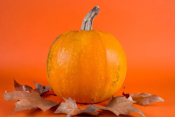 Großer Kürbis Und Herbst Trockene Blätter Isoliert Auf Orangefarbenem Hintergrund — Stockfoto