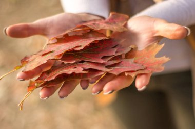 Kuru düşmüş yığın yaprak güzel sonbahar gününde park holding kadın eller. Yakın, seçici odak