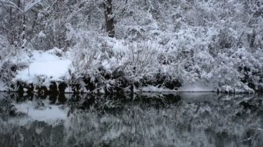 Ağaç ve dalları doğa Park kar ile nehir dalgaları soğuk ve kış günü. Soğuk ve kış hava kavramı