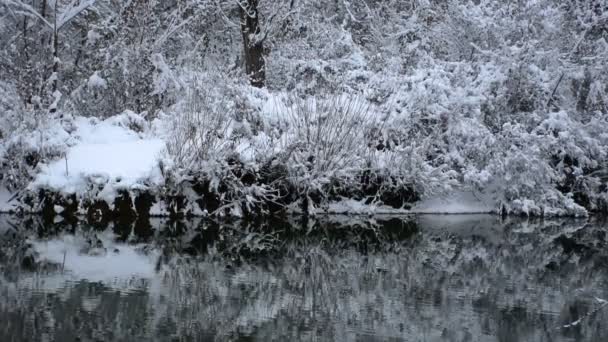 Onde Fiume Nella Giornata Fredda Invernale Con Neve Sugli Alberi — Video Stock