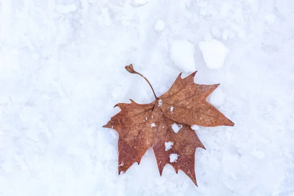 Dry Fallen Maple Leaf White Snow Background Nature Cold Weather — Stock Photo, Image