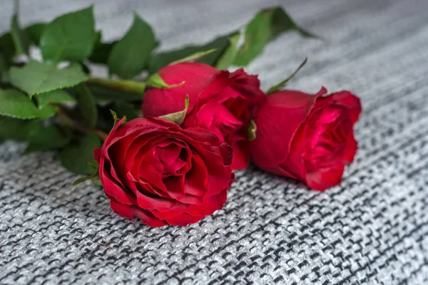 Piękne Czerwone Róże Kwiaty Tle Szarym Teksturowane Walentynki Miłość Romantyczna — Zdjęcie stockowe